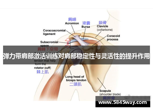 弹力带肩部激活训练对肩部稳定性与灵活性的提升作用